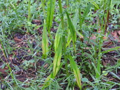Symphyotrichum pilosum