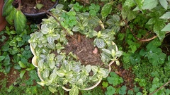 Fittonia