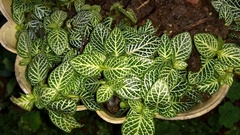Fittonia