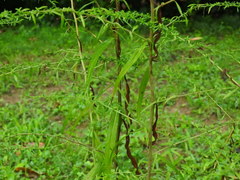 Symphyotrichum pilosum
