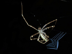 Menneus neocaledonicus