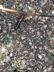 Xantholinus elegans