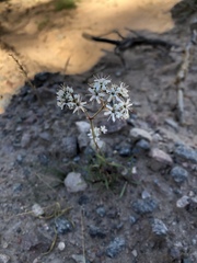 Gypsophila fastigiata