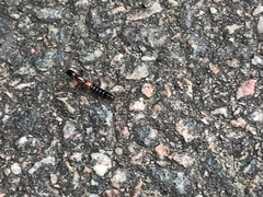 Xantholinus elegans