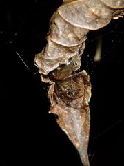 Phonognatha