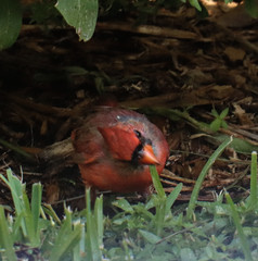 Cardinalis cardinalis
