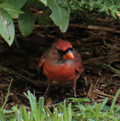 Cardinalis cardinalis