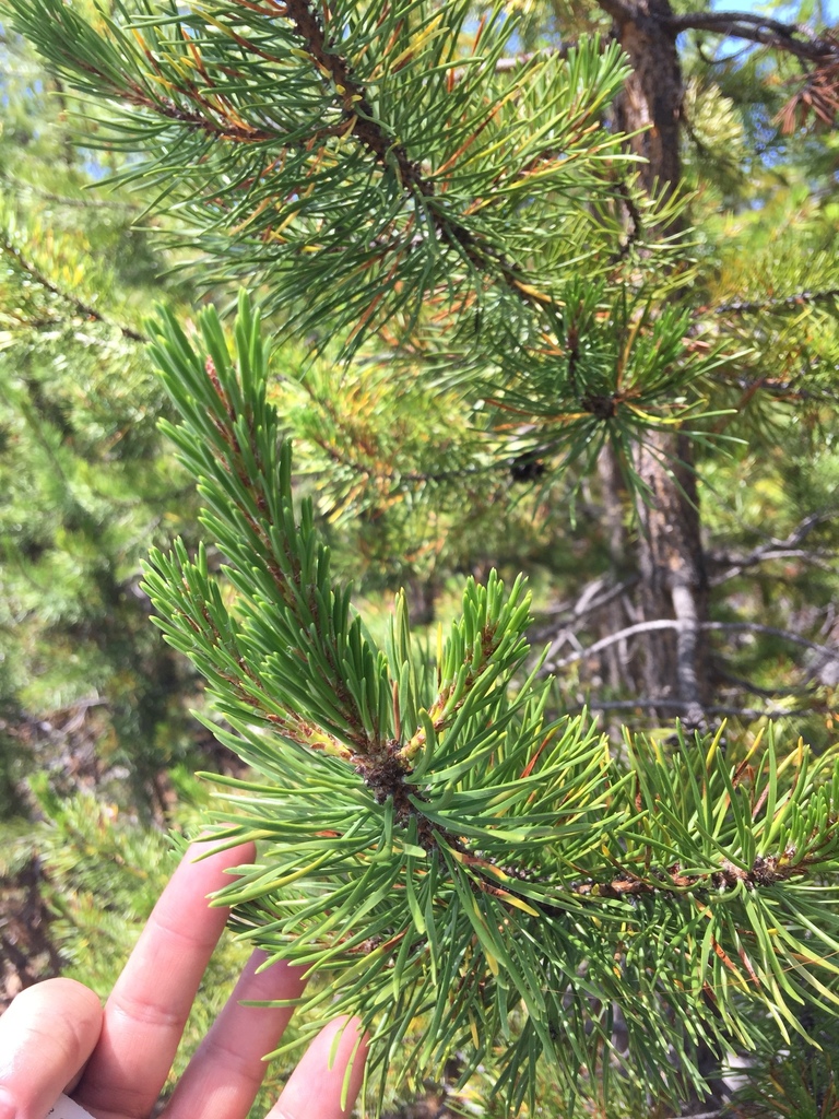 lodgepole pine from Deschutes National Forest, La Pine, OR, US on July ...