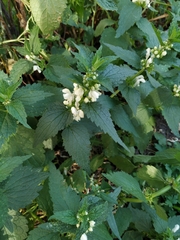 Lamium album