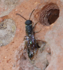 Sapygina decemguttata