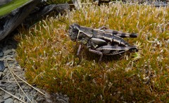 Sigaus australis