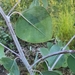 Eucalyptus glaucina - Photo (c) Greg Steenbeeke, some rights reserved (CC BY-NC-SA), uploaded by Greg Steenbeeke