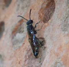 Sapygina decemguttata