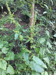 Rumex acetosella