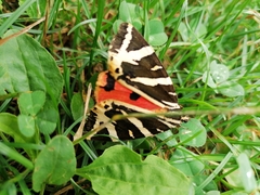 Euplagia quadripunctaria