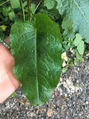 Rumex acetosella