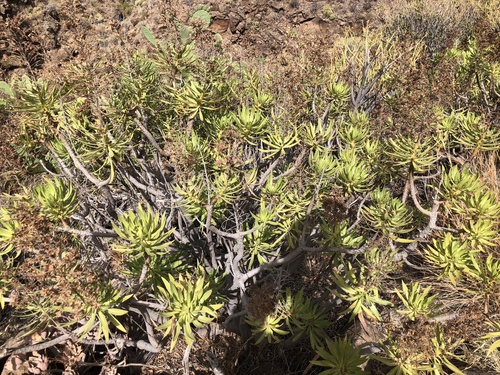 Image of Echium decaisnei by no rights reserved