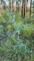 Eucalyptus glaucina