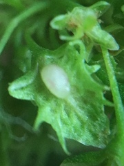 Rumex acetosella