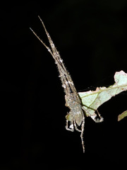 Menneus neocaledonicus
