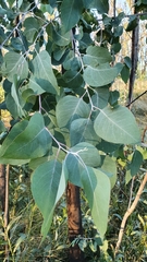 Eucalyptus glaucina