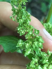 Rumex acetosella