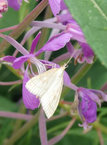 Pale Straw Pearl, photo 9 of 10