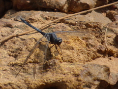 Orthetrum