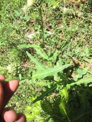 Cirsium remotifolium