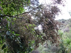 Eriophyes paratrophis