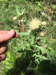 Cirsium remotifolium
