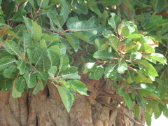 Ficus