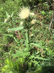 Cirsium remotifolium
