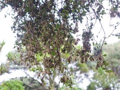 Eriophyes paratrophis