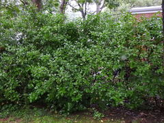 Euonymus fortunei