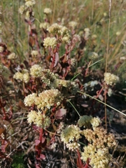 Hylotelephium maximum