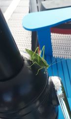 Scudderia septentrionalis