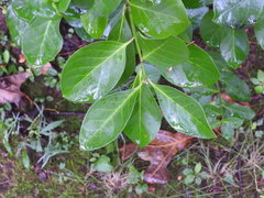 Euonymus fortunei