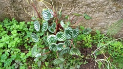 Peperomia argyreia