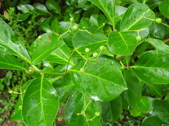 Euonymus fortunei