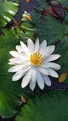 Nymphaea