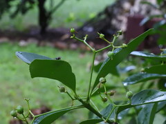 Euonymus fortunei