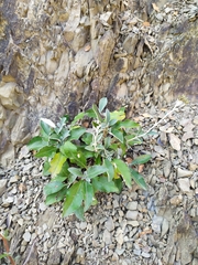 Olearia traversiorum