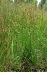 Carex echinata echinata
