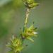 Carex echinata - Photo (c) jiayizhou-zoe,  זכויות יוצרים חלקיות (CC BY-NC), הועלה על ידי jiayizhou-zoe
