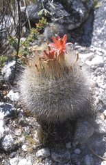 Matucana haynii