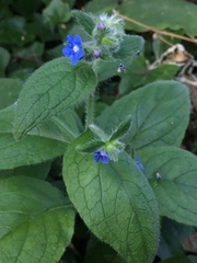 Pentaglottis sempervirens