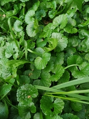 Glechoma hederacea