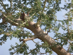 Vachellia sieberiana