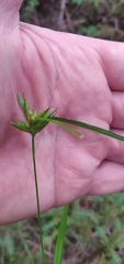 Carex folliculata
